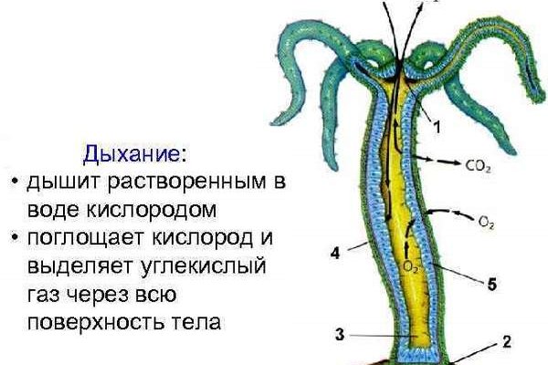 Кракен зайти зеркало